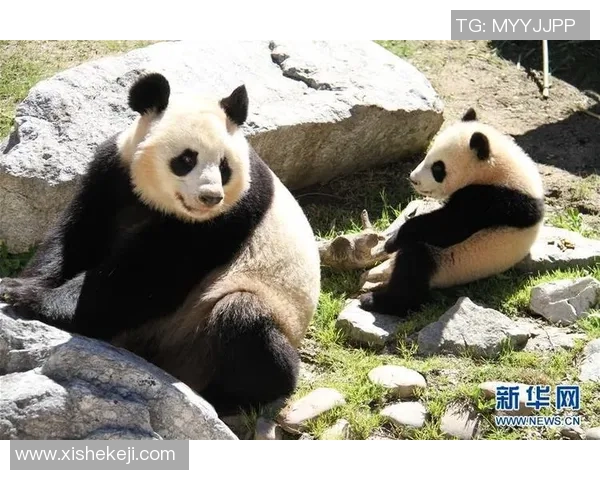 外国足球明星亲密接触熊猫展现友谊与环保意识的美好瞬间